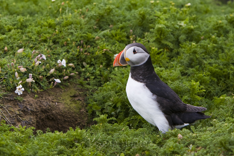 Atlantic puffin by burrow