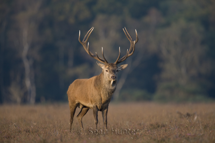 Red deer stag during the rut