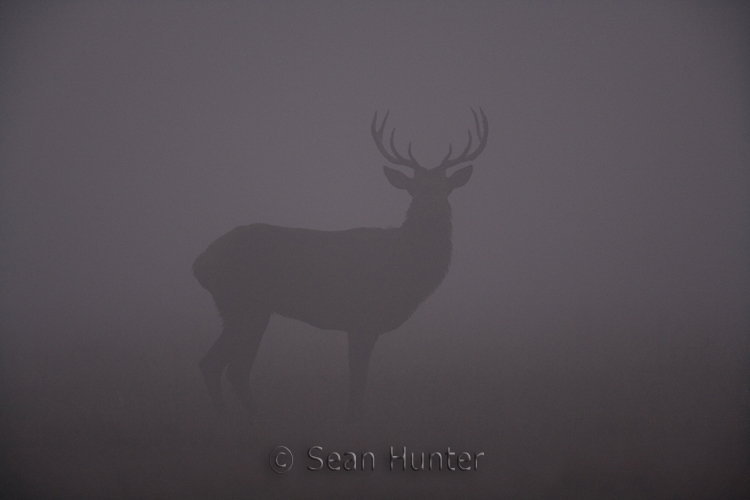 Silhouette of a young red deer stag in the mist during the rut