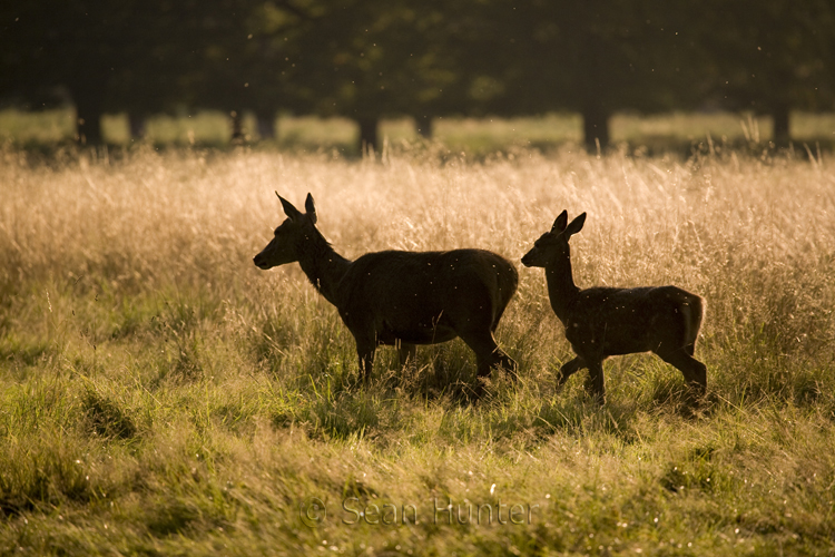 Silhouette of red dear hind and young