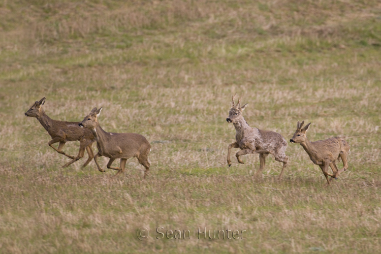Roe Deer Family take Flight