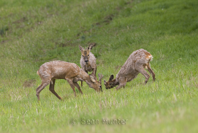 Young roe deer bucks playfight