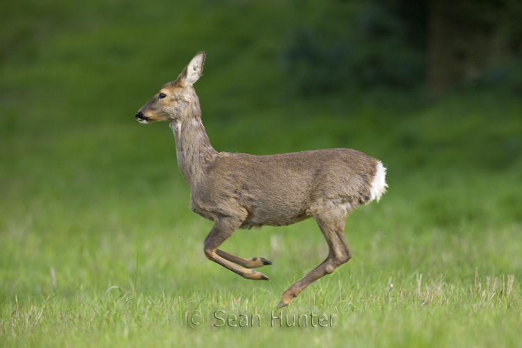 Roe deer doe running across a fallow field