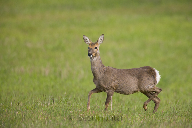 Roe deer doe in a fallow field