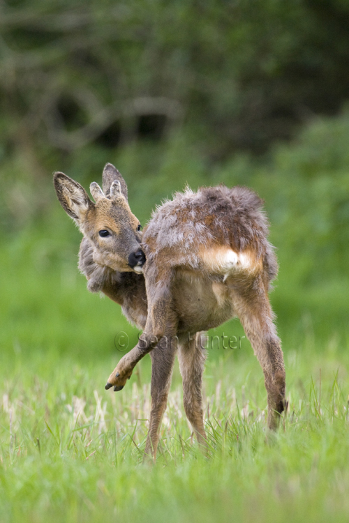 Young roe deer buck grooming at the edge of a fallow field