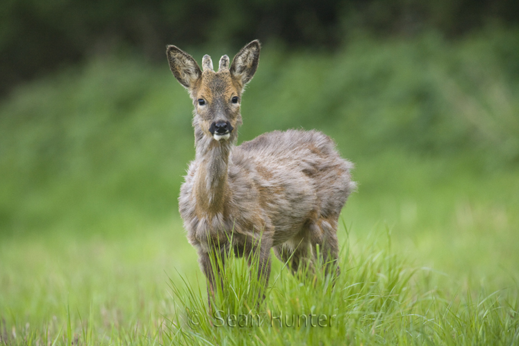 Young roe deer buck in a fallow field