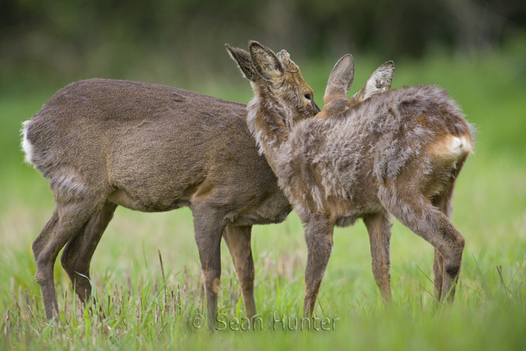 Roe deer doe and young groom each otherin a field left fallow