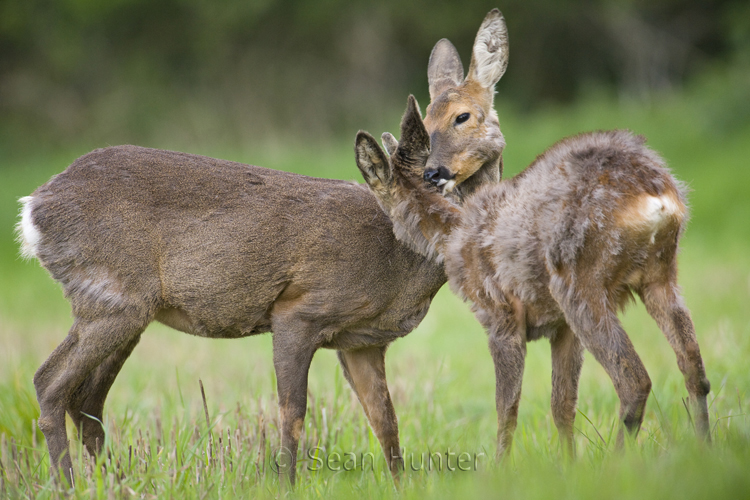 Roe deer doe and young in a field left fallow