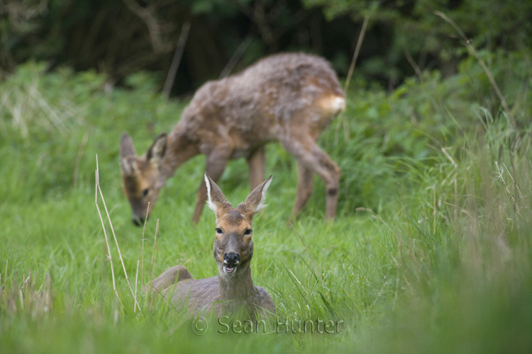 Roe deer doe and young rest in a fallow field