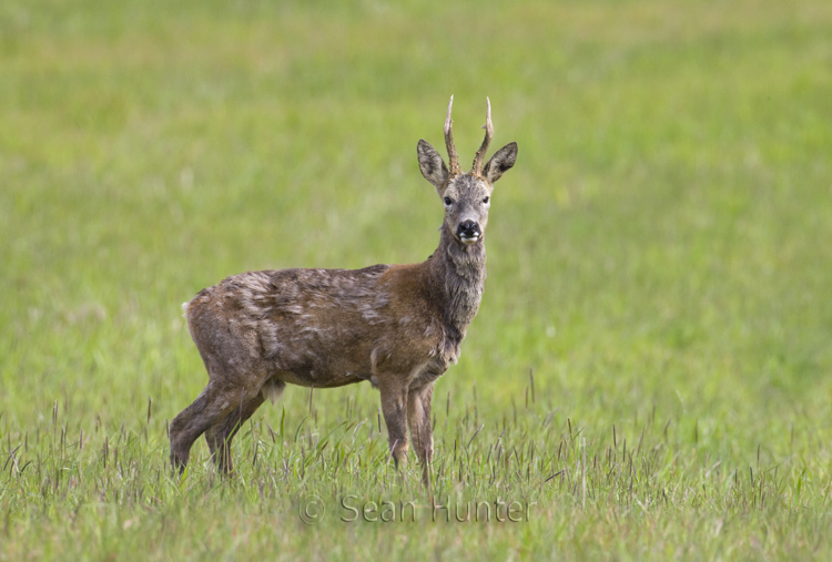 Roe deer buck in a fallow field