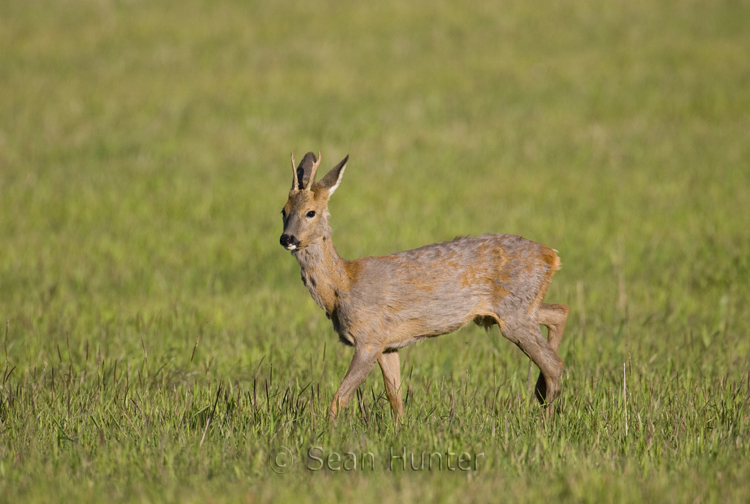 Young roe deer buck in a fallow field