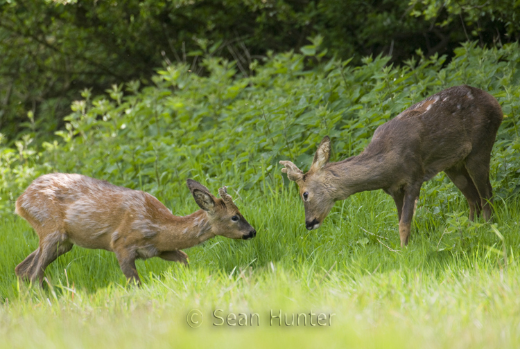 Young roe deer bucks playfighting at the edge of a fallow field