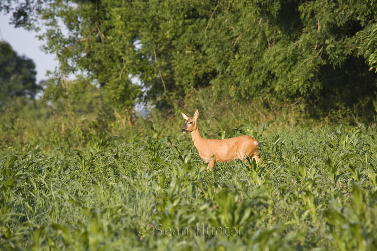 Roe deer doe in a gamekeeper's cover crop of maize