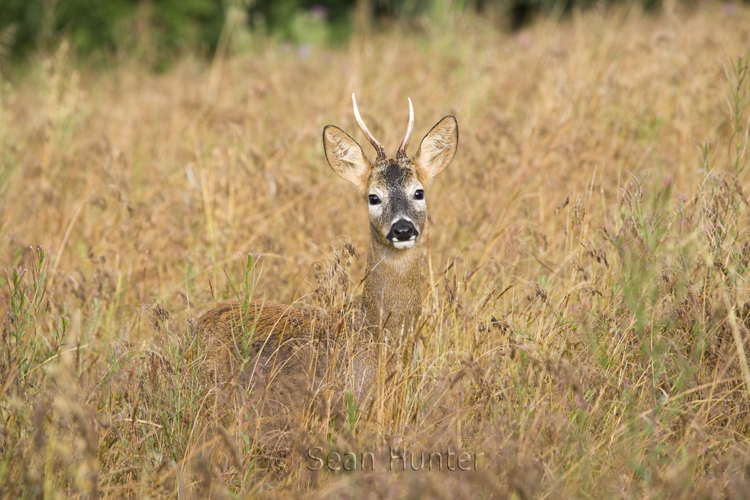 Young roe deer buck in a fallow field during the rut