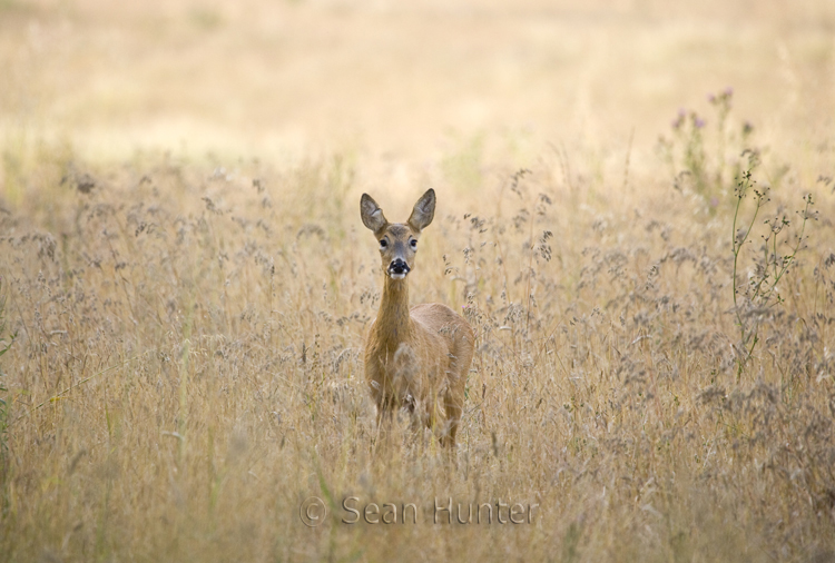 Roe deer doe in a fallow field during the rut