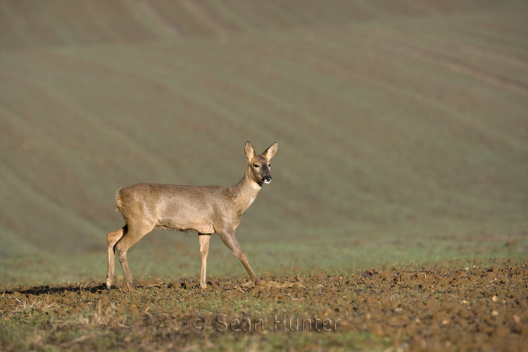 Roe deer doe walking in a field of winter wheat