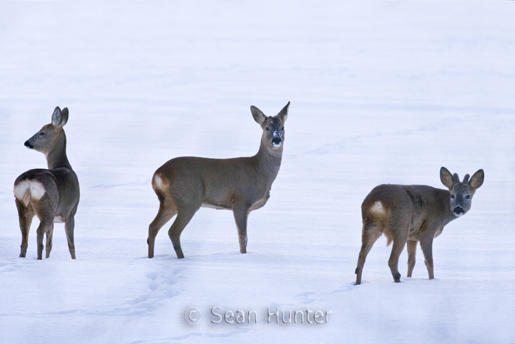 Roe buck, doe and young tor buck in a field covered in snow