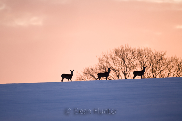 Silhouette of roe deer crossing a field covered in snow