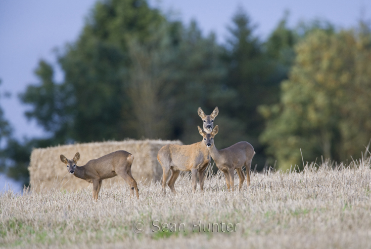 Roe deer doe and young in a stubble field