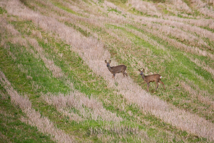 Roe deer young in a stubble field
