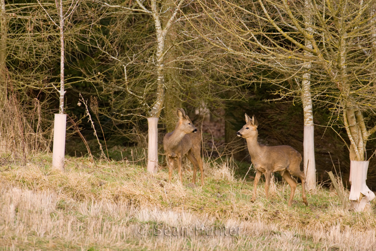 Roe deer young emerging from a tree plantation