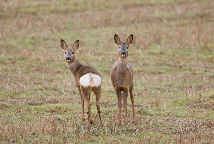 Young roe deer doe and buck in a stubble field