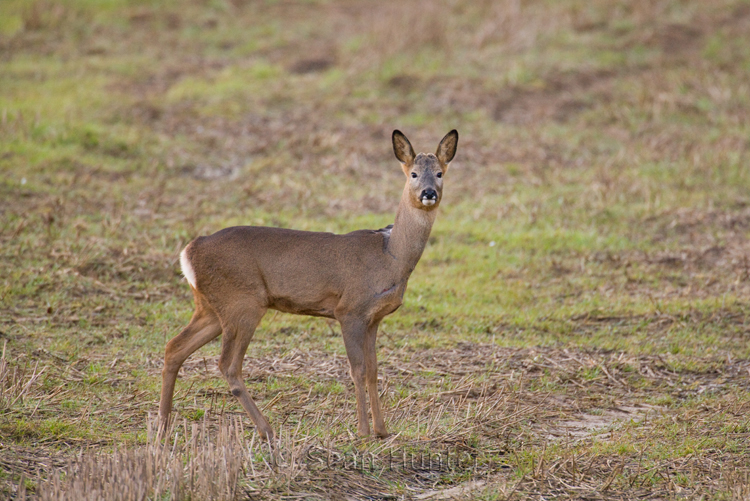 Young roe deer buck in a stubble field