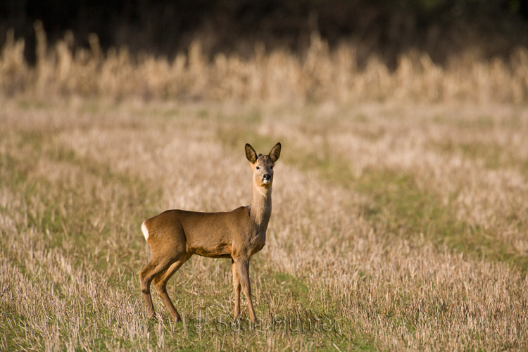 Young roe deer buck