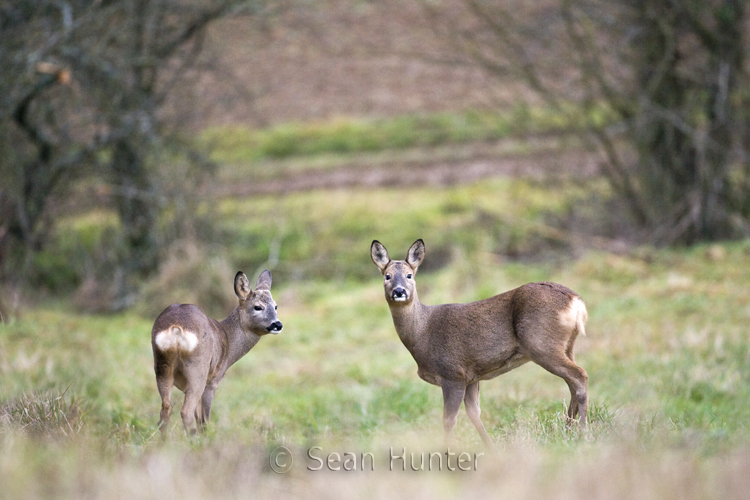 Roe deer doe and young at the edge of a field