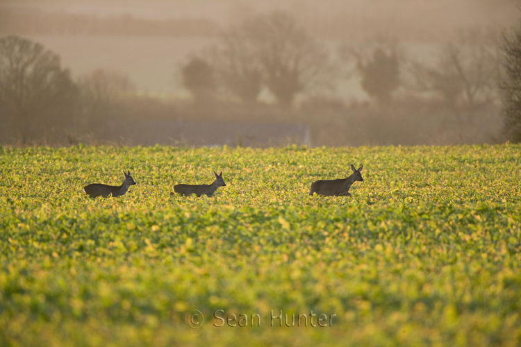 Roe deer doe and young walk across a field