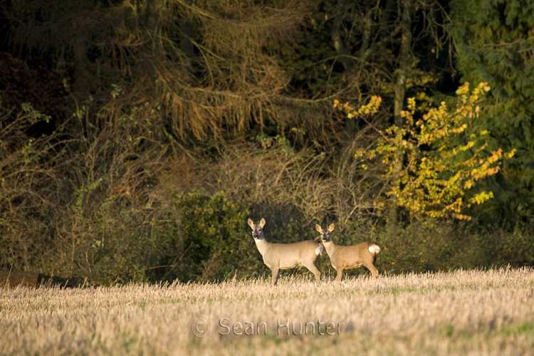 Young roe deer doe and young at the edge of a stubble field.
