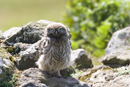 Juvenile little owl on a stone wall