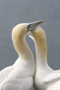 Courting gannets on the Bass Rock