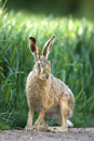 European brown hare at the edge of a field of winter wheat