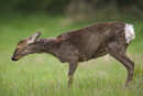 Roe deer doe shakes coat to remove debris