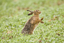 European brown hare shakes fur to remove rain