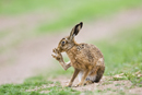 European brown hare grooming